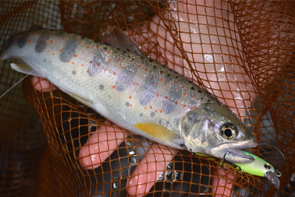 沸騰ブラドン 渓流釣りの網ヤマメ、アマゴ （トラウトタックル②「狙うは渓流 釣り仕掛け・仕掛け用品